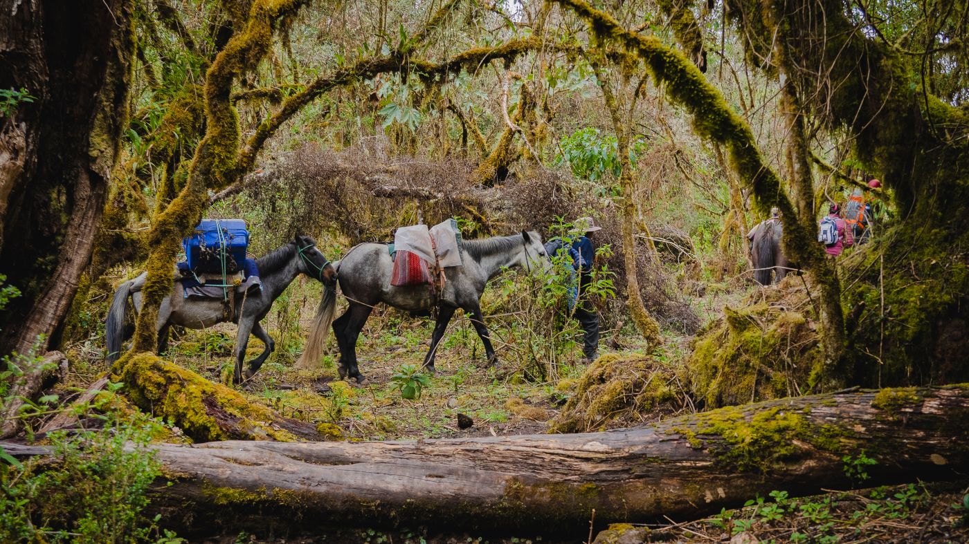 Trek Salkantay, Pérou