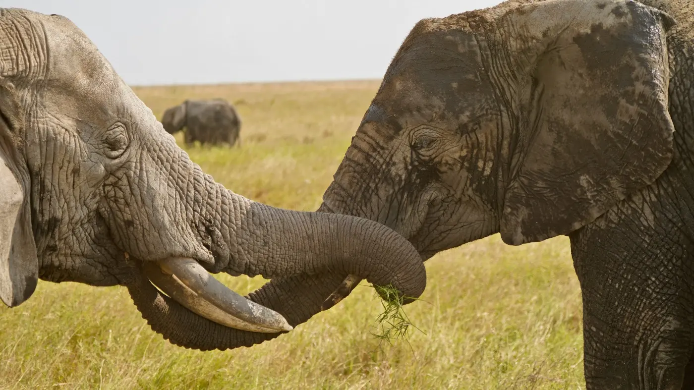 Safari Tanzanie Grand 5 et tribu Massaï