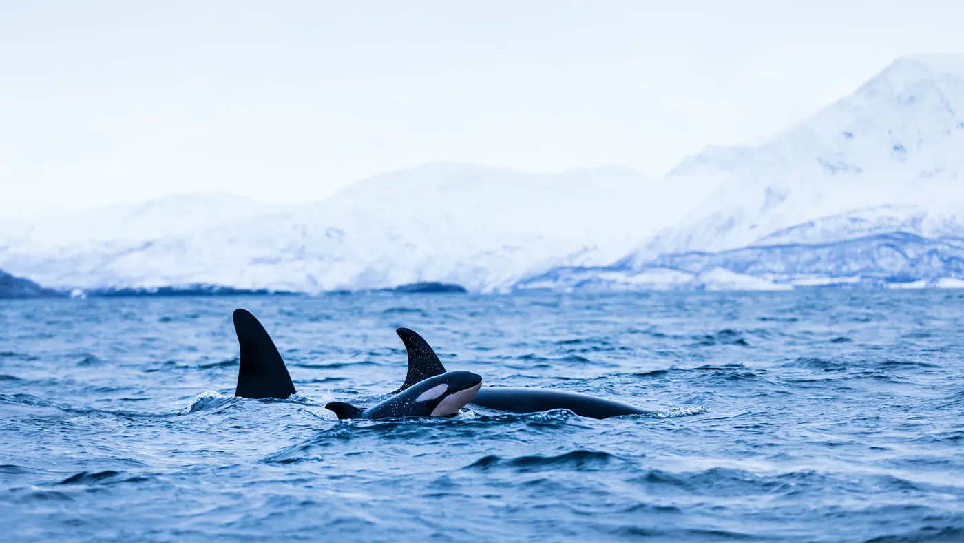 Freedive with Orcas and Whales
